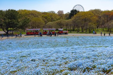 Ibaraki ili, Japonya - 10 Nisan 2018: Dağ, ağaç ve Nemophila (mavi gözler çiçek) alan, mavi çiçek halı, Japon doğal cazibe. Hitachi Seaside Park, Ibaraki, Japonya.