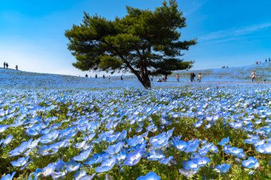 Dağ, ağaç ve Nemophila (mavi gözler çiçek) alan, mavi çiçek halı, Japon doğal cazibe. Hitachi Seaside Park, Ibaraki, Japonya.