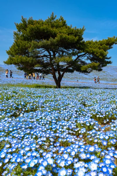 Champ Montagne Arbre Némophila Fleurs Aux Yeux Bleus Tapis Fleurs — Photo