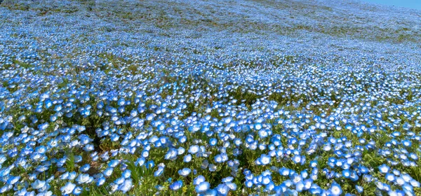 Nemophila Kwiaty Niebieski Noworodek Oczy Kwiat Pole Niebieski Kwiat Dywan — Zdjęcie stockowe