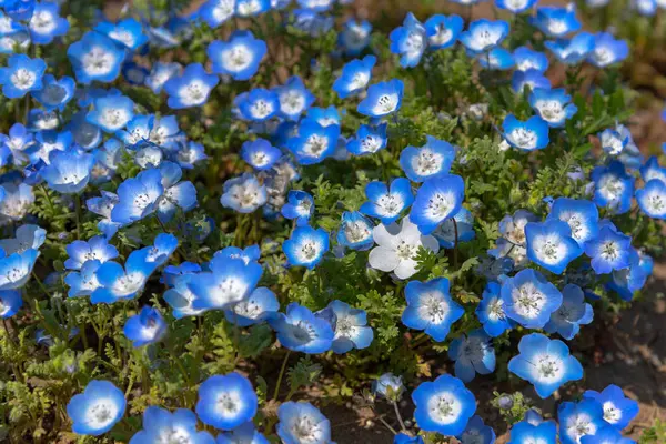 Nemophila Mavi Gözler Çiçekler Çiçek Alan Mavi Çiçek Halı — Stok fotoğraf