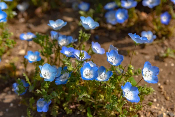 Nemophila Mavi Gözler Çiçekler Çiçek Alan Mavi Çiçek Halı — Stok fotoğraf