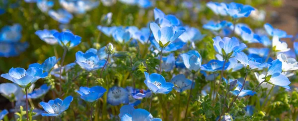 Nemophila Baby Modré Oči Květiny Květinové Pole Modré Květinový Koberec — Stock fotografie