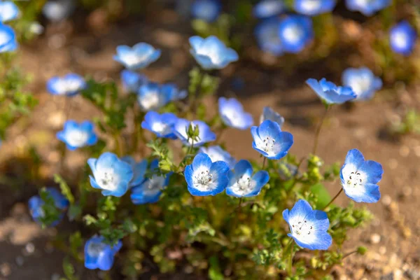 Nemophila Mavi Gözler Çiçekler Çiçek Alan Mavi Çiçek Halı — Stok fotoğraf