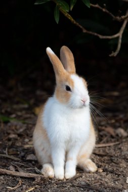 Cute wild rabbits on Okunoshima Island in sunny weaher, as known as the 
