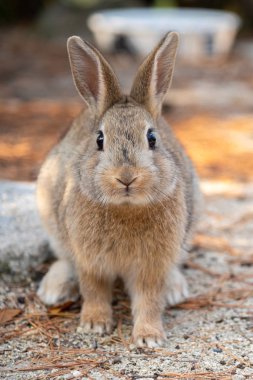 Cute wild rabbits on Okunoshima Island in sunny weaher, as known as the 