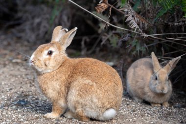 Cute wild rabbits on Okunoshima Island in sunny weaher, as known as the 