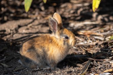 Bilindiği gibi sevimli vahşi güneşli weaher içinde Okunoshima Adası'nda tavşan 