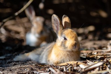 Cute wild rabbits on Okunoshima Island in sunny weaher, as known as the 