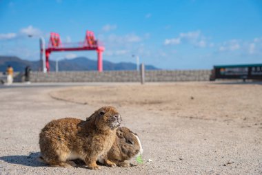 Cute wild rabbits on Okunoshima Island in sunny weaher, as known as the 