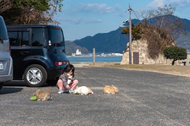 Okunoshima, Japan - January 3, 2019: Feeding wild rabbits on Okunoshima, as known as the 