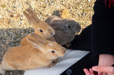 Cute wild rabbits on Okunoshima Island in sunny weaher, as known as the 