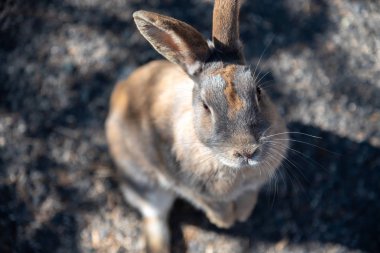 Bilindiği gibi sevimli vahşi güneşli weaher içinde Okunoshima Adası'nda tavşan 