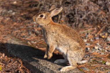 Cute wild rabbits on Okunoshima Island in sunny weaher, as known as the 