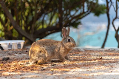 Cute wild rabbits on Okunoshima Island in sunny weaher, as known as the 