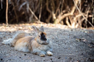 Cute wild rabbits on Okunoshima Island in sunny weaher, as known as the 