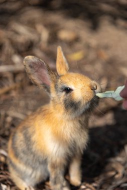 Cute wild rabbits on Okunoshima Island in sunny weaher, as known as the 