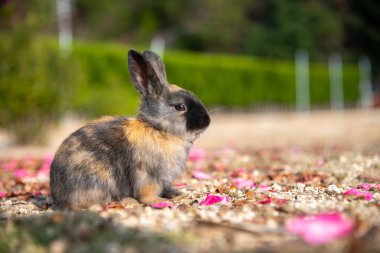 Cute wild rabbits on Okunoshima Island in sunny weaher, as known as the 