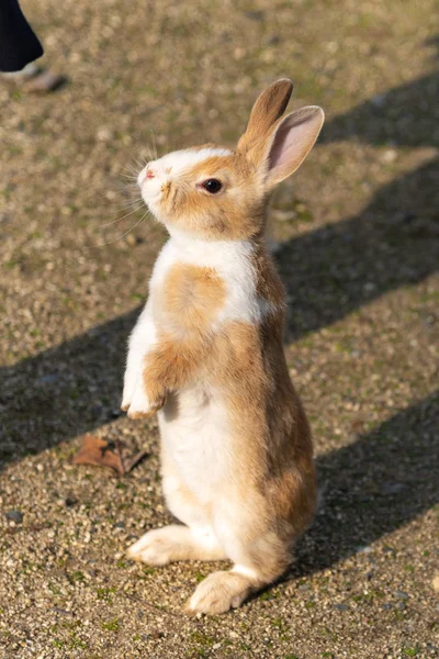 Coelhos Selvagens Bonitos Ilha Okunoshima Ensolarado Weaher Como Conhecido Como — Fotografia de Stock