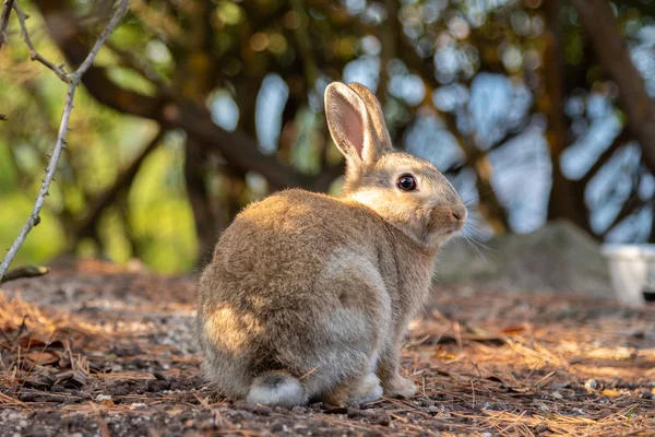 Schattig Wilde Konijnen Okunoshima Eiland Zonnige Weaher Bekend Als Rabbit — Stockfoto