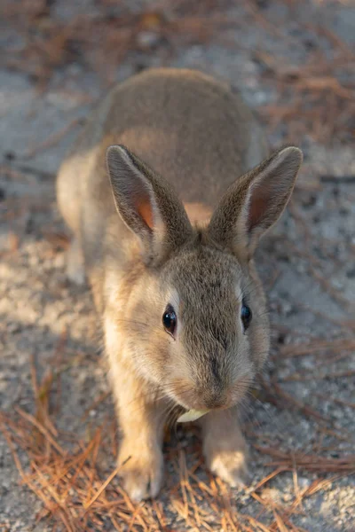 Coelhos Selvagens Bonitos Ilha Okunoshima Ensolarado Weaher Como Conhecido Como — Fotografia de Stock