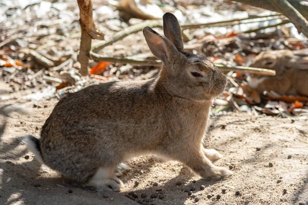 Ładny Dzikie Króliki Wyspie Okunoshima Słonecznej Pogody Znane Jako Wyspa — Zdjęcie stockowe