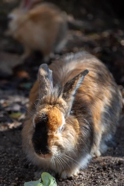 可爱的野兔在大岛在阳光明媚的威赫 被称为 兔子岛 许多在岛上游动的野猫 它们相当温顺 并将接近人类 — 图库照片