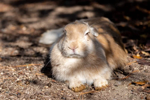 Coelhos Selvagens Bonitos Ilha Okunoshima Ensolarado Weaher Como Conhecido Como — Fotografia de Stock