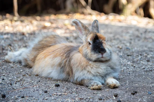 Милые Дикие Кролики Острове Окуносима Солнечной Погоде Известном Остров Кроликов — стоковое фото