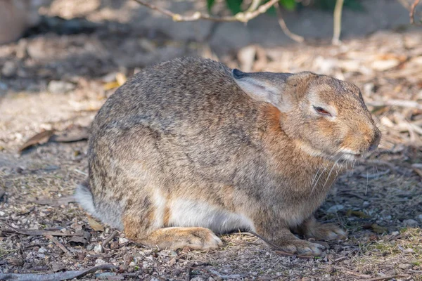 Cute wild rabbits on Okunoshima Island in sunny weaher, as known as the \