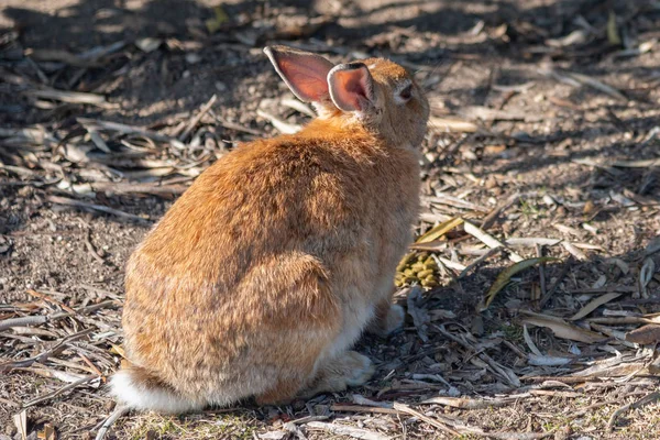 Ładny Dzikie Króliki Wyspie Okunoshima Słonecznej Pogody Znane Jako Wyspa — Zdjęcie stockowe