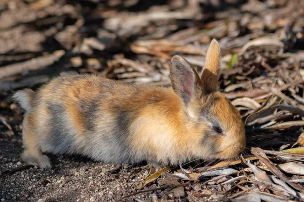 Niedliche Wildkaninchen Auf Der Insel Okunoshima Sonniger Lage Die Als — Stockfoto