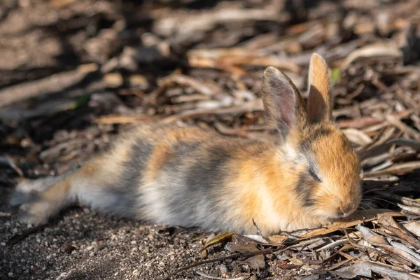 Schattig Wilde Konijnen Okunoshima Eiland Zonnige Weaher Bekend Als Rabbit — Stockfoto