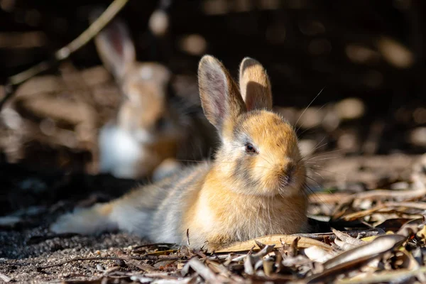 Carino Conigli Selvatici Okunoshima Island Weaher Sole Come Noto Come — Foto Stock