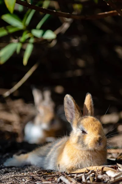 Lindos Conejos Salvajes Isla Okunoshima Tiempo Soleado Como Conoce Como — Foto de Stock