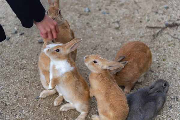 Roztomilý Divokými Králíky Ostrově Okunoshima Slunné Weaher Jak Známý Jako — Stock fotografie