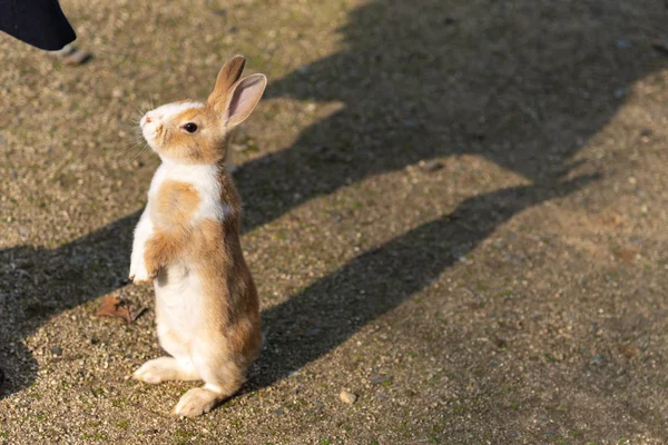 Coelhos Selvagens Bonitos Ilha Okunoshima Ensolarado Weaher Como Conhecido Como — Fotografia de Stock