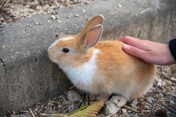 Χαριτωμένο Άγρια Κουνέλια Στο Νησί Okunoshima Στο Ηλιόλουστο Πρόγνωση Καιρού — Φωτογραφία Αρχείου