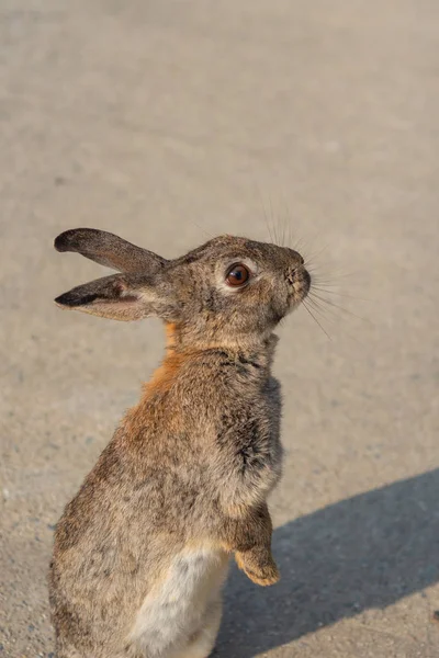 Coelhos Selvagens Bonitos Ilha Okunoshima Ensolarado Weaher Como Conhecido Como — Fotografia de Stock