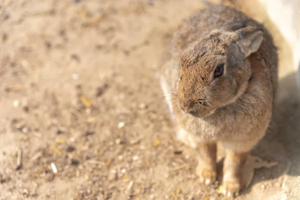 Lindos Conejos Salvajes Isla Okunoshima Tiempo Soleado Como Conoce Como — Foto de Stock