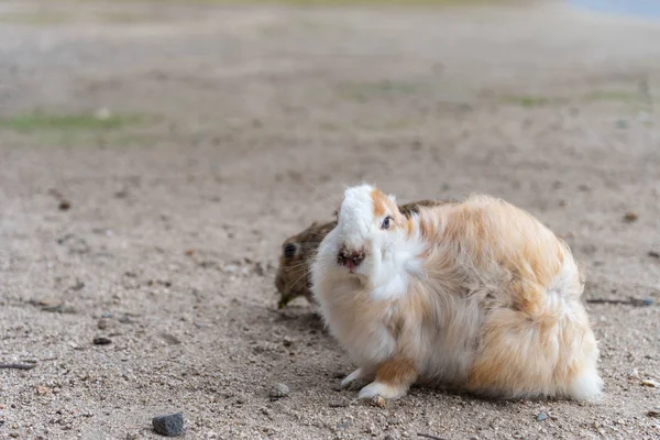 Aranyos Vad Nyulak Okunoshima Szigeten Napos Weaher Mint Ismert Mint — Stock Fotó