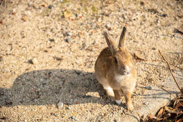 かわいい野生ウサギ日当たりの良い天気で毒ガス島として知られている ウサギ島 として 島を歩き回る多数の野生のウサギ飼いならされたではなく 人間に近づくでしょう — ストック写真