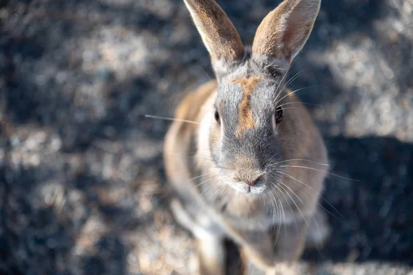 Coelhos Selvagens Bonitos Ilha Okunoshima Ensolarado Weaher Como Conhecido Como — Fotografia de Stock