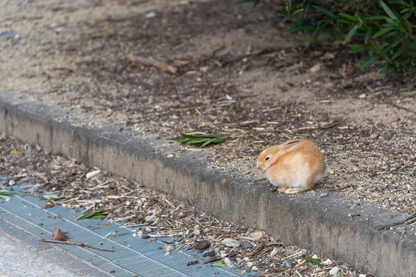 Söta Vilda Kaniner Okunoshima Island Soliga Weaher Känt Som Kanin — Stockfoto