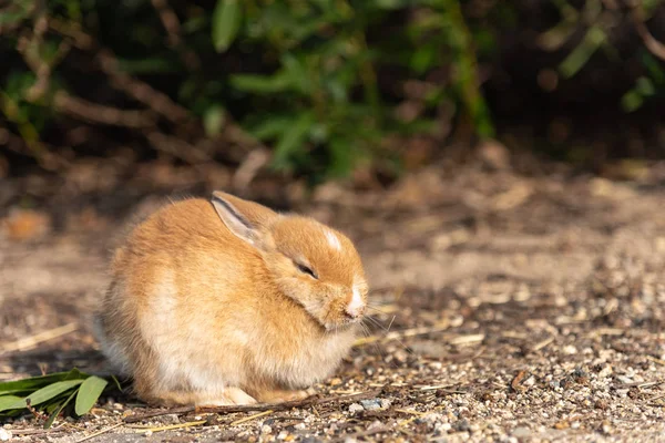 Schattig Wilde Konijnen Okunoshima Eiland Zonnige Weaher Bekend Als Rabbit — Stockfoto
