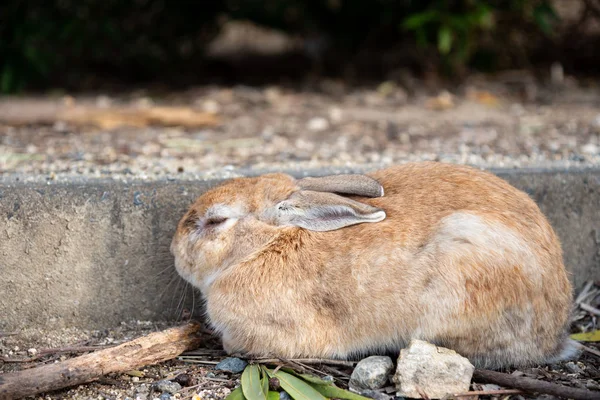 Schattig Wilde Konijnen Okunoshima Eiland Zonnige Weaher Bekend Als Rabbit — Stockfoto