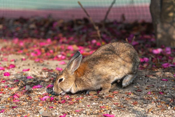 Bilindiği Gibi Sevimli Vahşi Güneşli Weaher Içinde Okunoshima Adası Nda — Stok fotoğraf