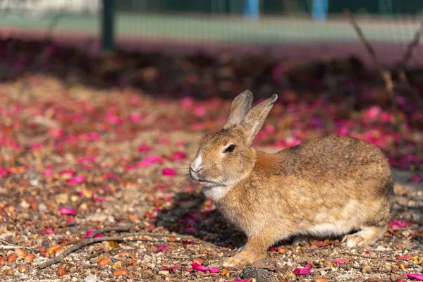 Ładny Dzikie Króliki Wyspie Okunoshima Słonecznej Pogody Znane Jako Wyspa — Zdjęcie stockowe