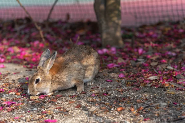 Bilindiği Gibi Sevimli Vahşi Güneşli Weaher Içinde Okunoshima Adası Nda — Stok fotoğraf