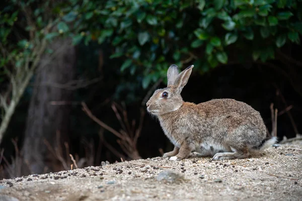 Schattig Wilde Konijnen Okunoshima Eiland Zonnige Weaher Bekend Als Rabbit — Stockfoto